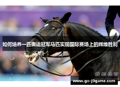 如何培养一匹奥运冠军马匹实现国际赛场上的辉煌胜利